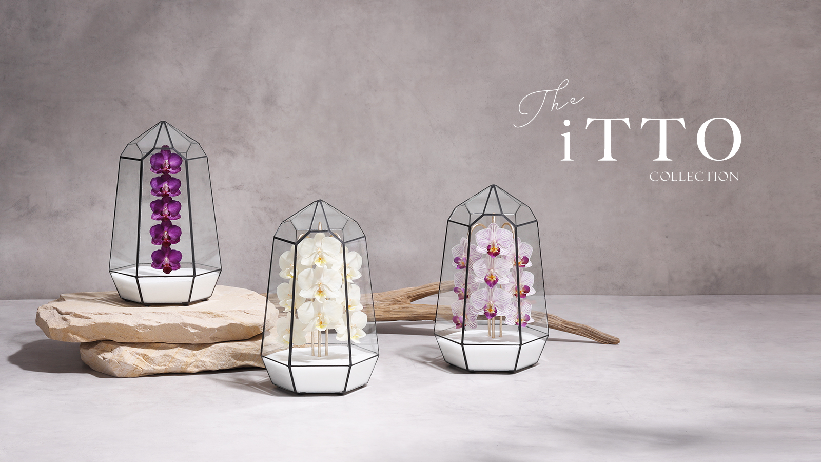 Coccinella x iTTO Official