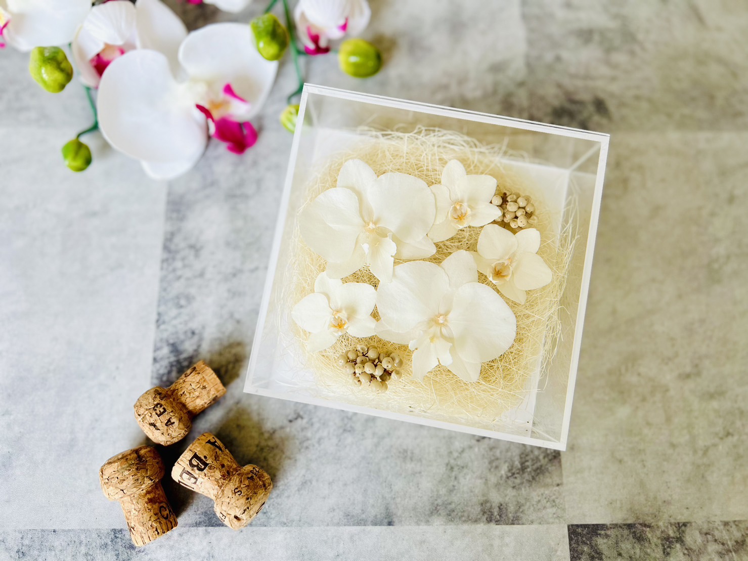 Coccinella x iTTO Official