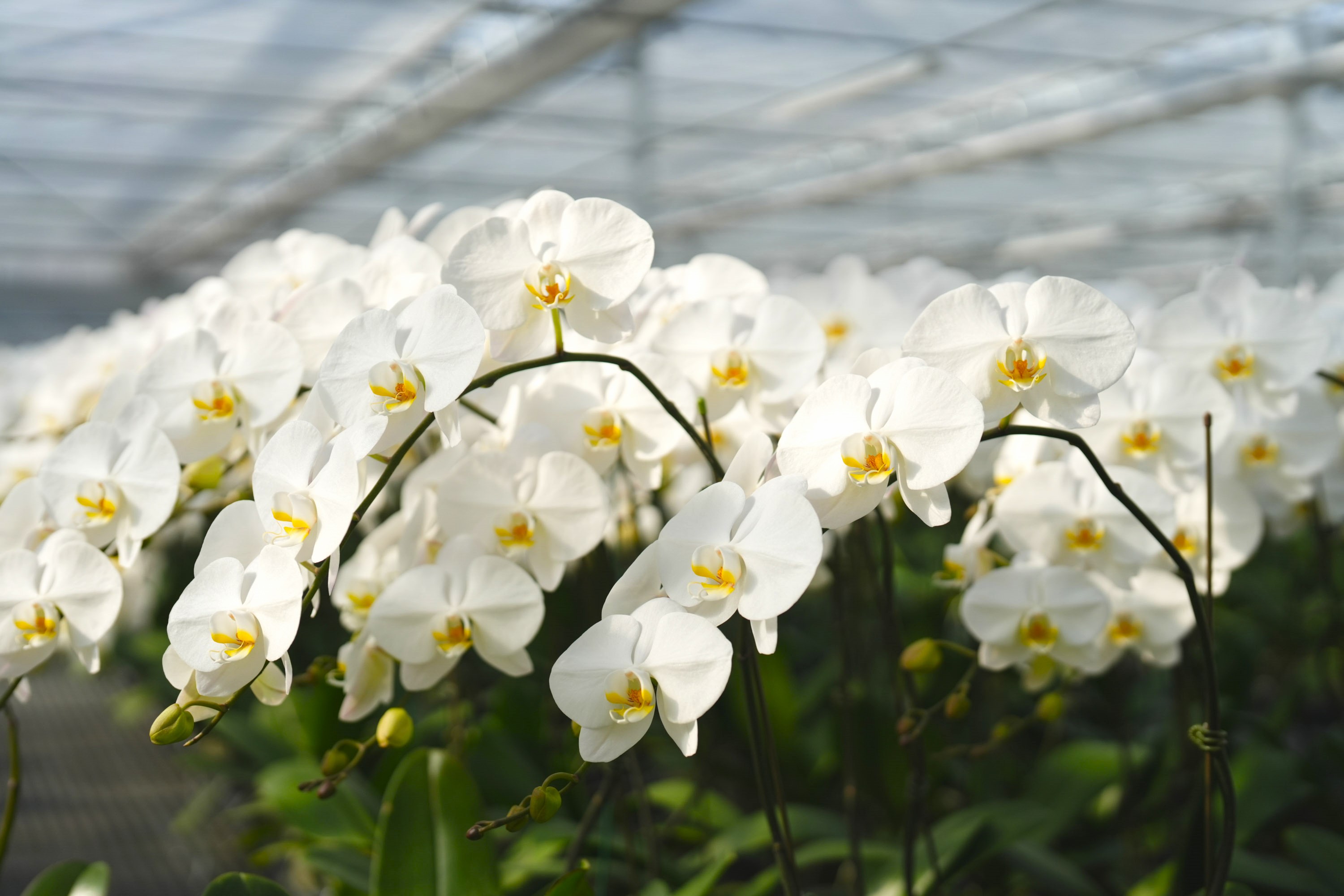 Coccinella x iTTO Official