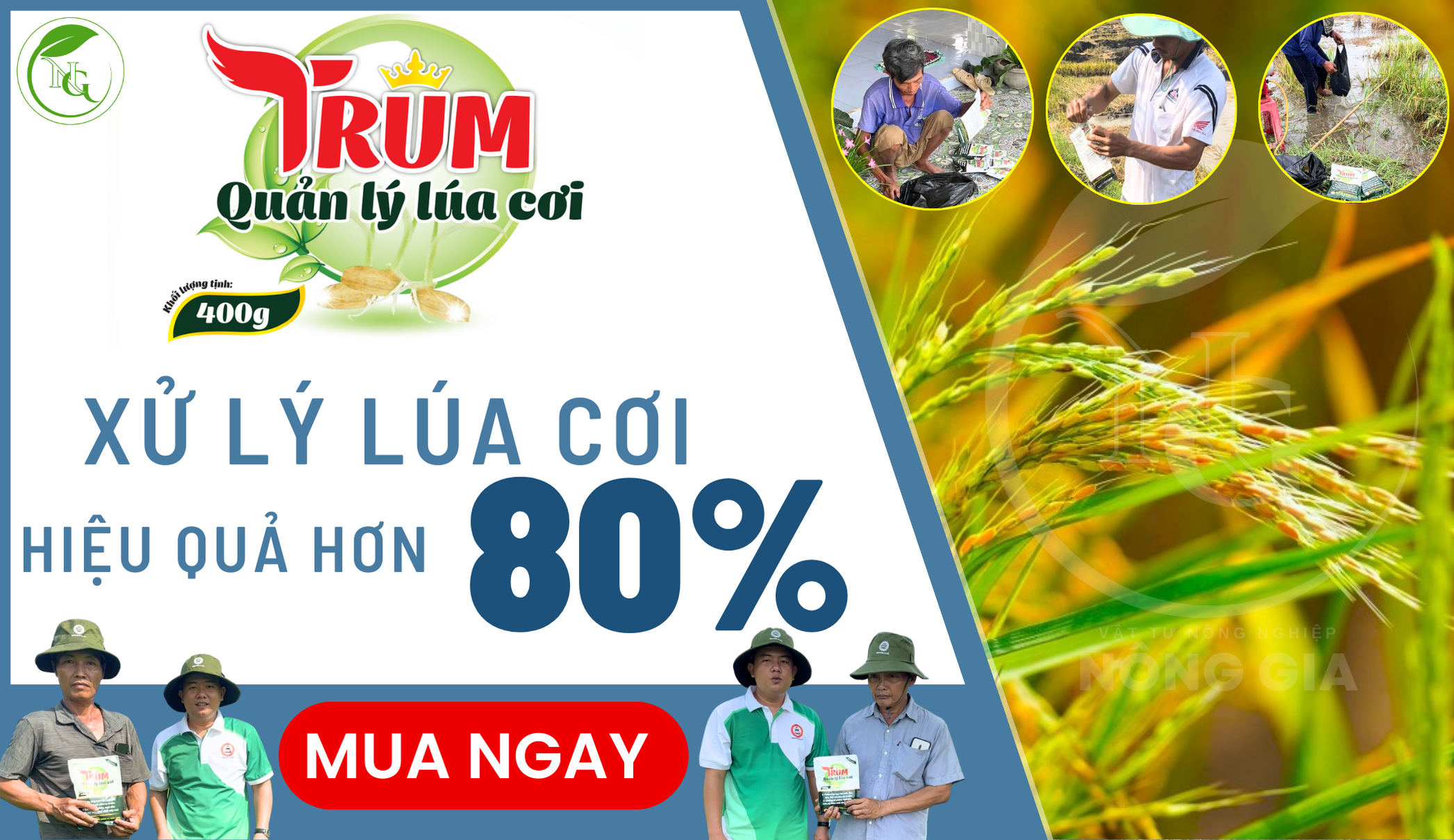 TRUM - xử lý lúa cơi hiệu quả hơn 80%