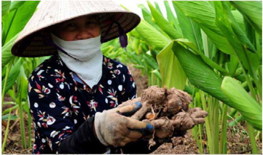 Trang trại Gừng tại Bình Phước