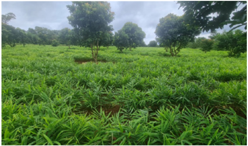 Trang trại Gừng tại Bình Phước