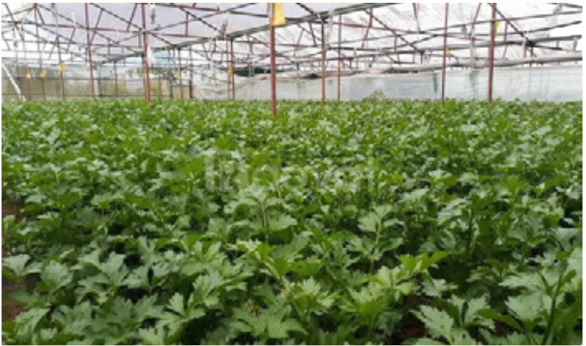 Trang Cần Tây tại Đà Lạt