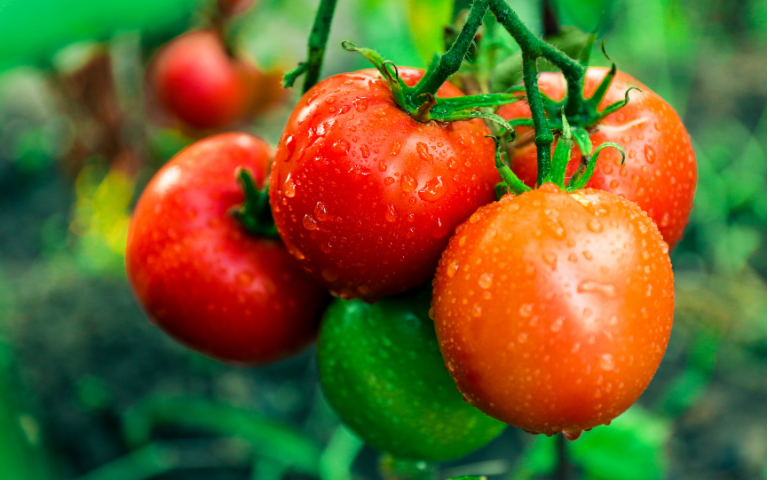 Cà chua Lâm Đồng