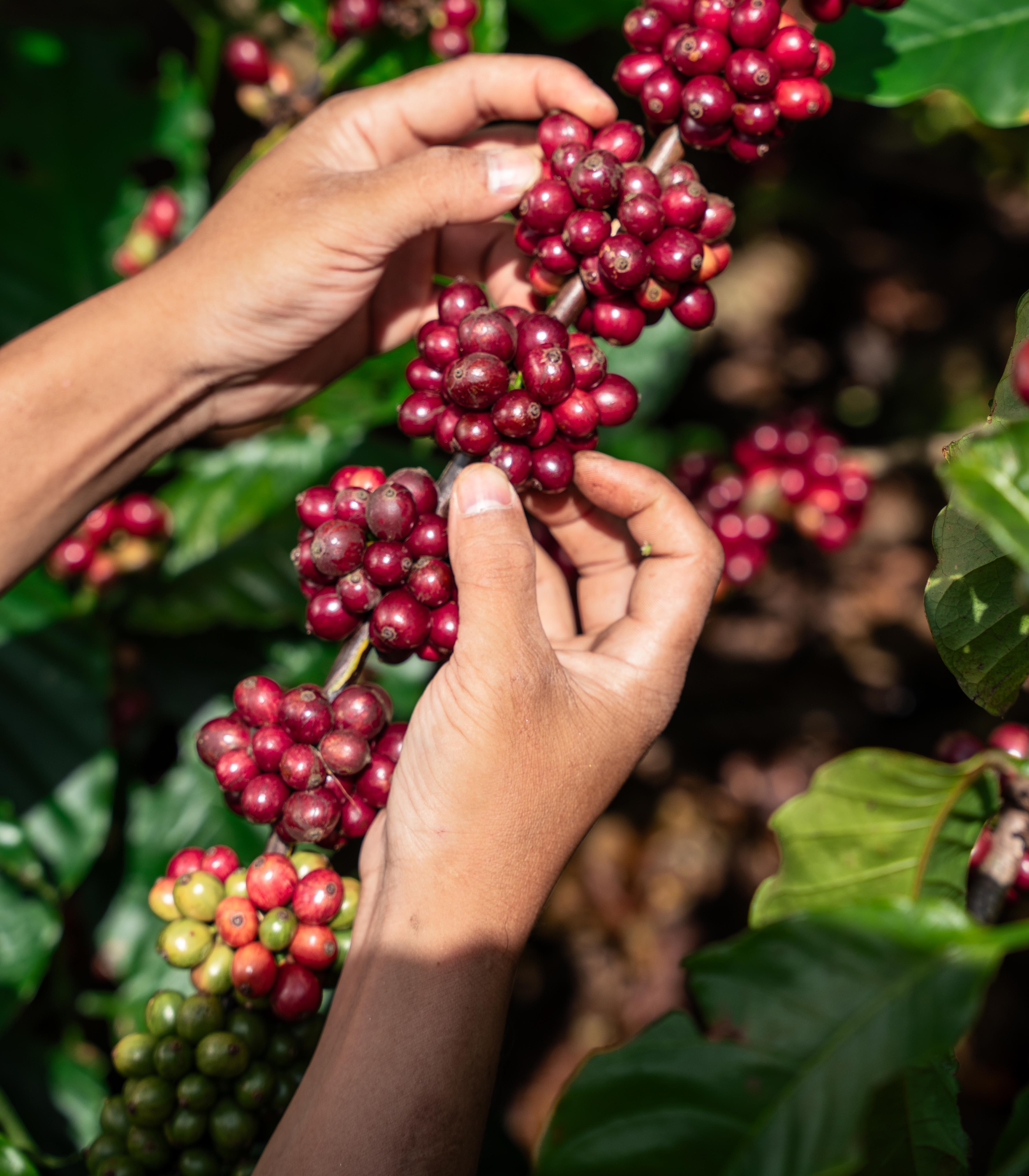 Vườn Cà Phê của chúng tôi