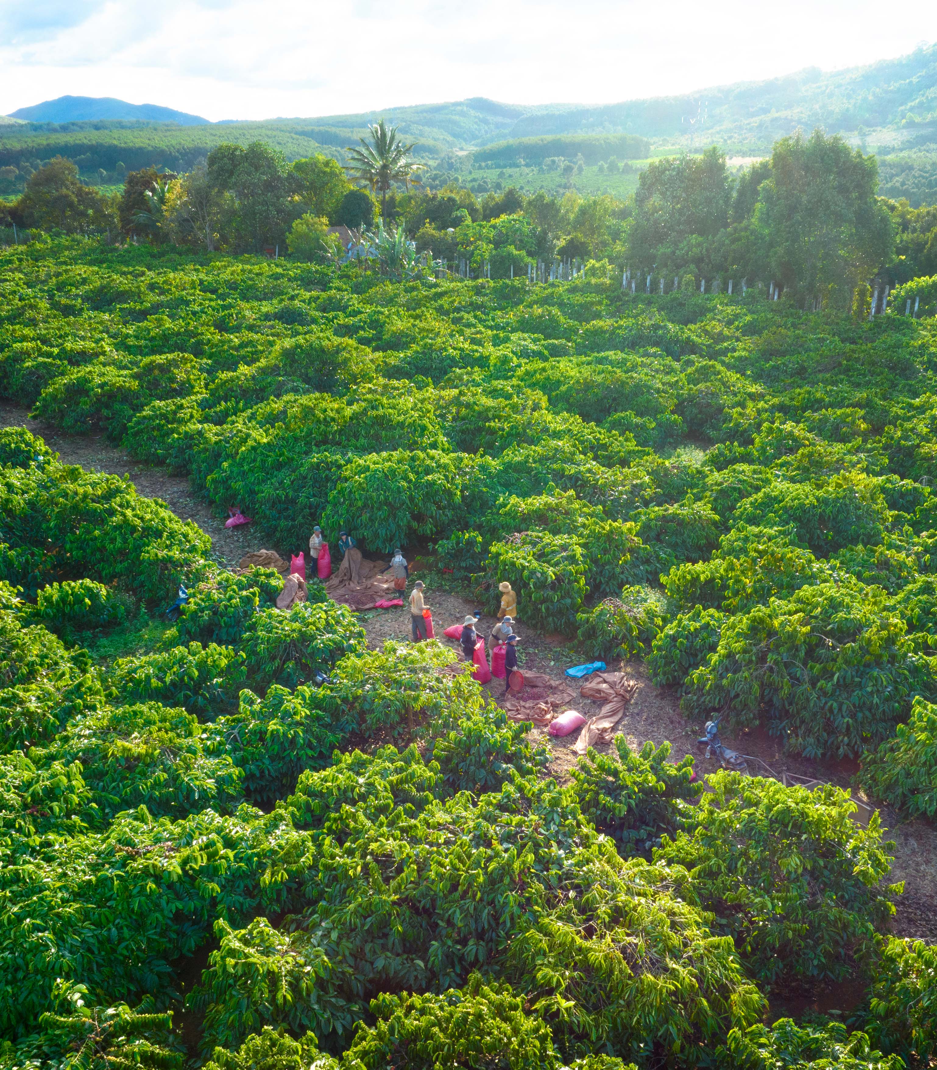 Vườn Cà Phê của chúng tôi