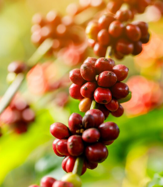 Vườn Cà Phê của chúng tôi