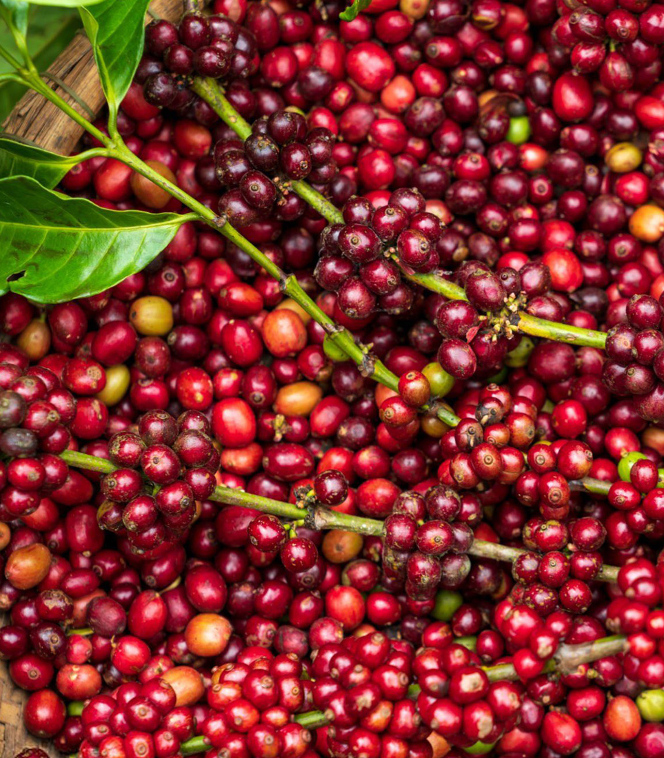 Vườn Cà Phê của chúng tôi