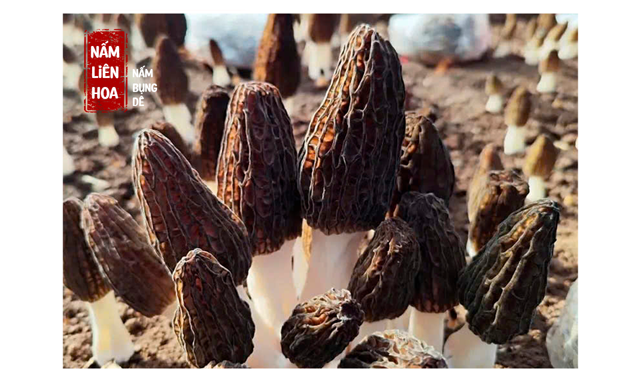 Thuần hữu cơ, chuẩn chất lượng
