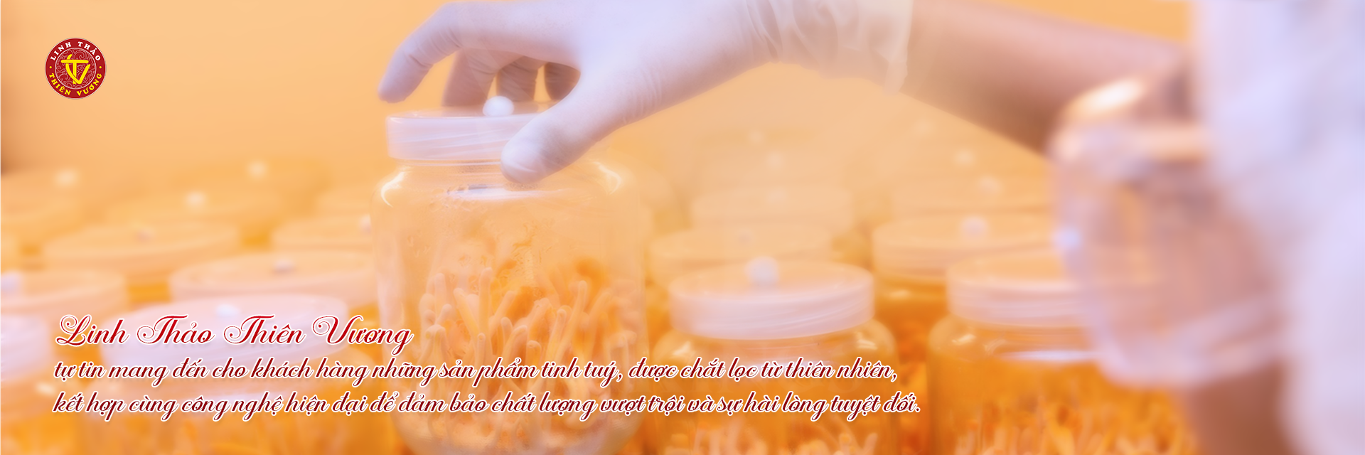 Đông Trùng Hạ Thảo - 