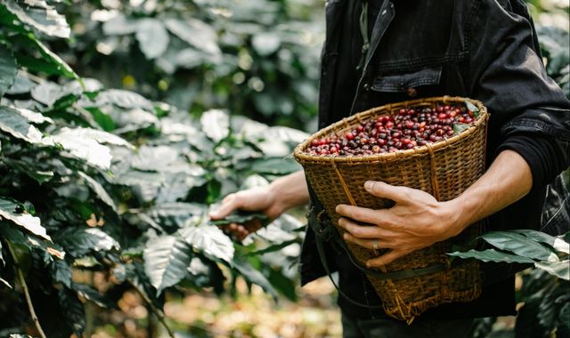 Cà phê hạt rang xay nguyên chất Tavina