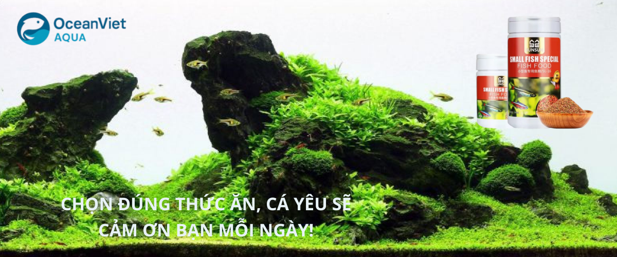 Thức ăn tốt – Cá khỏe mạnh – Bể trong xanh!
