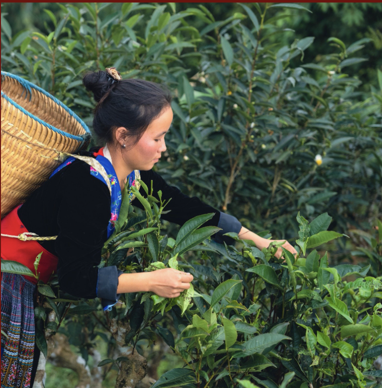 HOÀNG TRÀ LÊN MEN SỐNG