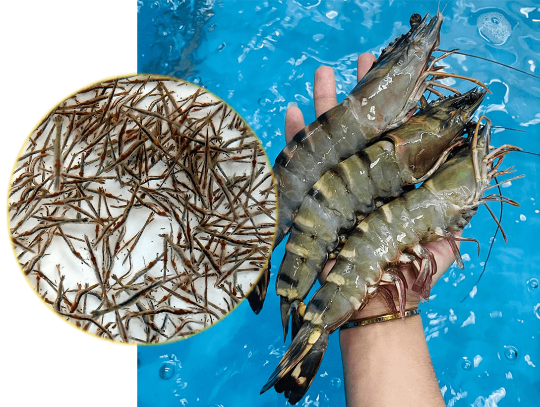 Tôm sú giống chất lượng cao